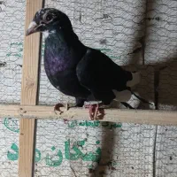 ۱۰۰۰۰۰۰|پرنده|سنندج, |دیوار