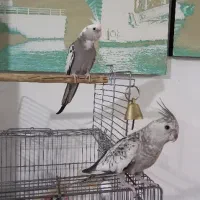 عروس هلندی باقفس و ملزومات