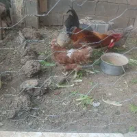مرغ و خروس محلی اصل