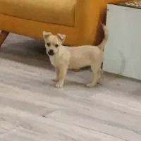 سگ پامر