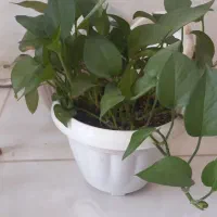 گل پتوس