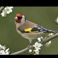 سهره ماده ایسترم