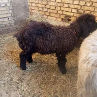 بره نر