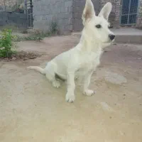 سگ پاکوتاه