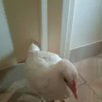 جوجه