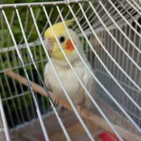 پرنده عروس هلندی