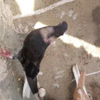 ۵تا کفتر یا کبوتر آنتیک