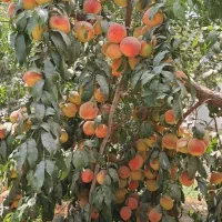 باغ ویلا با سندشش دانگ، سوئیت بزرگ، حریم شهر پیشوا