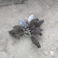 جوجه بوقلمون