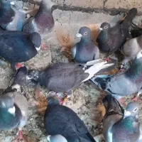 کفتر|پرنده|شیراز, محمودآباد|دیوار