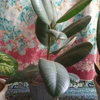 سلام گل قشنگ سرحال بفروش میرسد