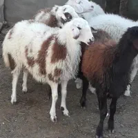 بهترین وباکیفیت ترین گوسفند زنده مشهدپرواری گوشتی