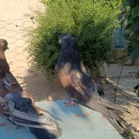 یه جفت سرور همه چی تموم