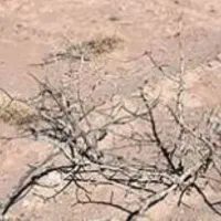 زمین-زراعی-باقراباد