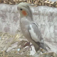 دو عدد عروس هلندی نر و ماده جفت همن
