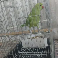 ملنگو رام و حرف بزن.دستی