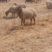 حمیدیه