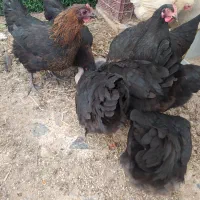 مرغ و خروس نیمچه