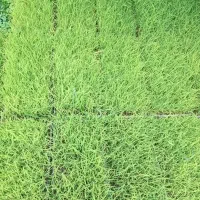 توم هاشمی اصلاح شده ماسال
