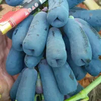 سرمایه گذاری بهتر با نهال های پربارده