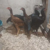جوجه لاری