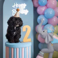 سگ مشکی نژاد پودل