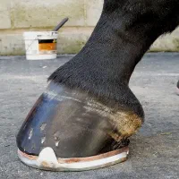 نعلبندی ، قیار ، نعل بندی طبی اسب