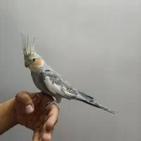 طوطی  عروس هلندی             اهلی و رام
