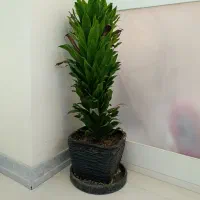 گیاه آپارتمانی دراسنا کامپکت