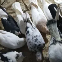 کبوتر پرشی