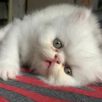 بچه گربه پرشین