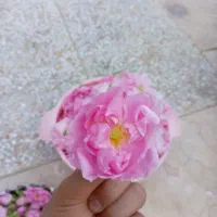 گل محمدی
