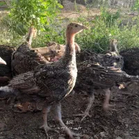 جوجه بوقلمون برنزه آمریکایی