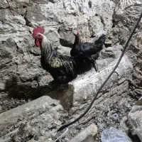 خروس جوان گلپایگانی سایز بزرگ