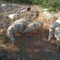 گوسفند محلی سر حال