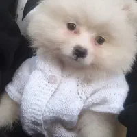 گم شده|حیوانات|کرمانشاه, |دیوار