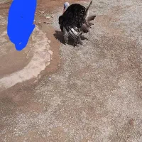 بقلمون نر