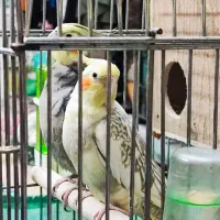 یک جفت عروس هلندی مولد با دوتاجوجه