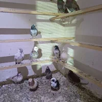 کبوتر فروشی