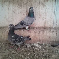 جفت آلمانی