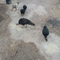 مرغ و خروس