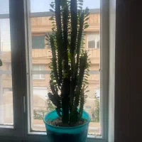 گیاه طبیعی