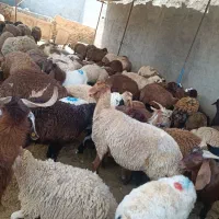 کاور شیشک میش برهنرینه تکشاد زنده باسکول