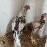 خروس لاری مرغ لاری