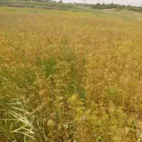 چوب شوید (خشک گلدار)