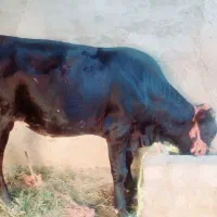 اهواز جاده خرمشهر روستای مراونه
