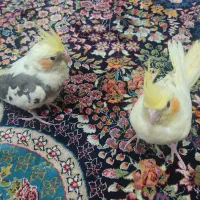 عروس هلندی