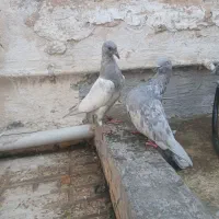 کفتر پرشی