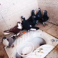 کبوتر همه جفتی   قیمت مفت