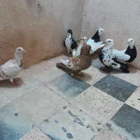 دسته کبوتر